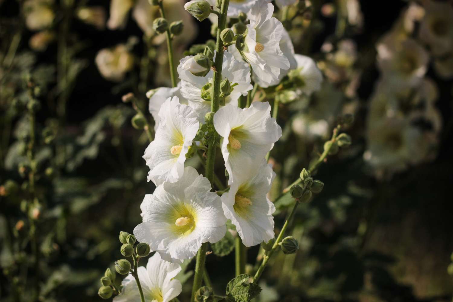 Salkoruusu 'White'